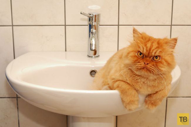 Гарфи - самый сердитый кот в мире (20 фото)