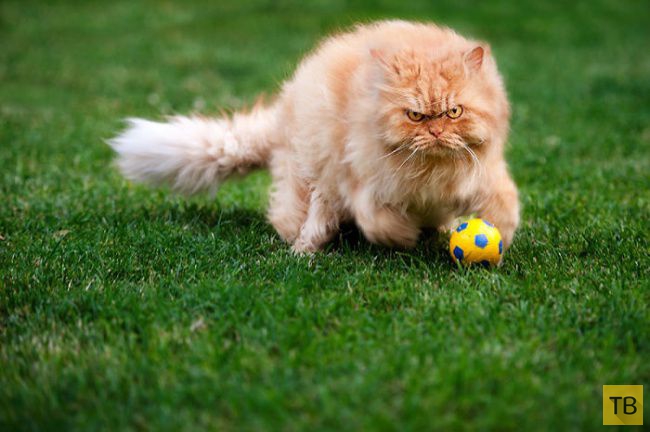 ����� - ����� �������� ��� � ���� (20 ����)