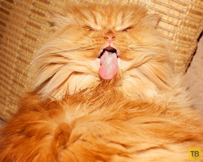 ����� - ����� �������� ��� � ���� (20 ����)