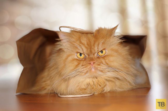 ����� - ����� �������� ��� � ���� (20 ����)