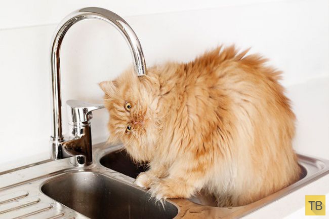 ����� - ����� �������� ��� � ���� (20 ����)