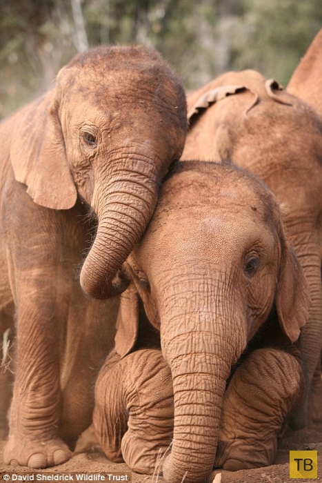 Осиротевшие слонята стали неразлучными друзьями (10 фото)