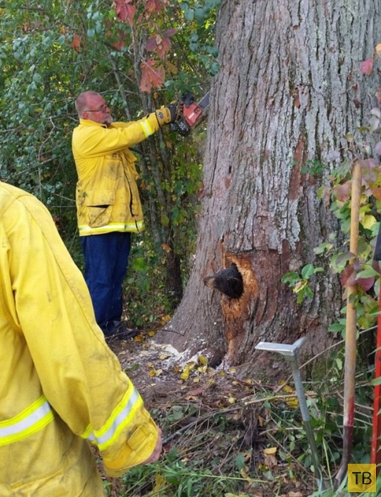 Пожарным пришлось выпиливать застрявших в дереве медвежат (8 фото)