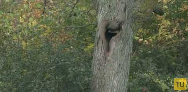 Пожарным пришлось выпиливать застрявших в дереве медвежат (8 фото)