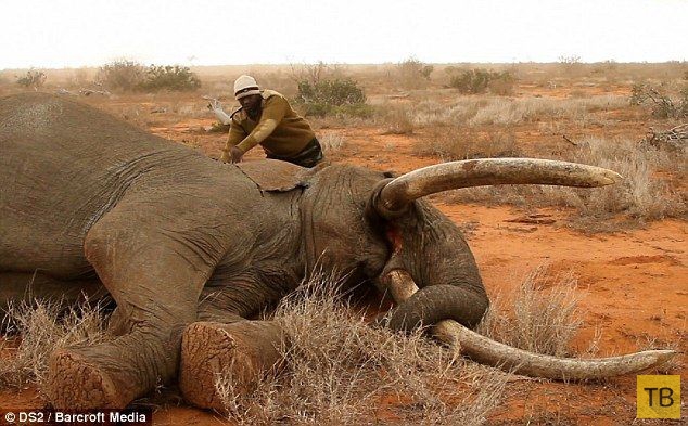 Спасение слона, раненого ядовитой стрелой (7 фото)