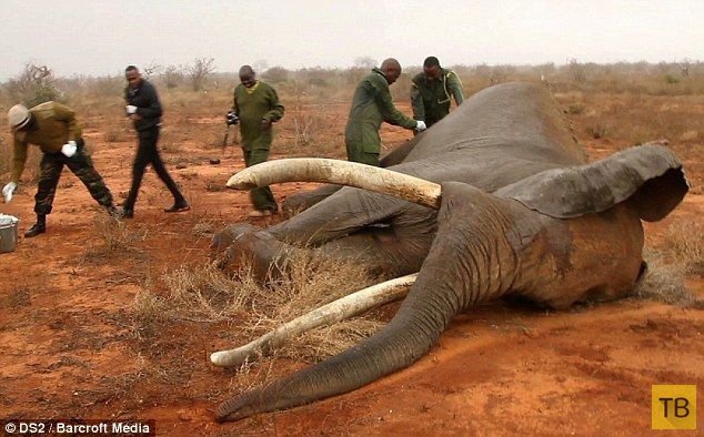Спасение слона, раненого ядовитой стрелой (7 фото)