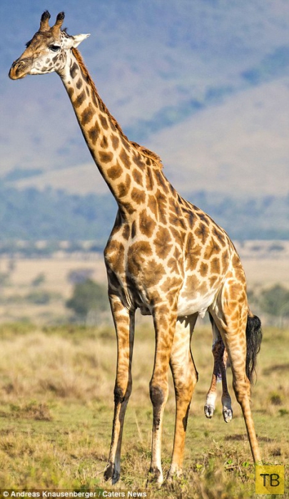 Появление на свет жирафа (13 фото)