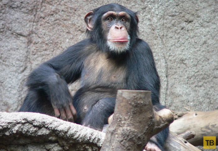 Насколько умными могут быть обезьяны (4 фото)