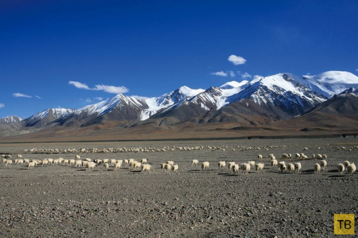 Цинхай-Тибет: самая высокая железная дорога в мире (8 фото)