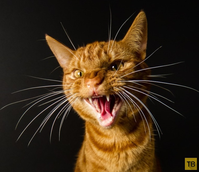 Тайный язык кошек (9 фото)
