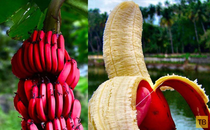Топ 10: Самые редкие и необычные виды бананов (11 фото)