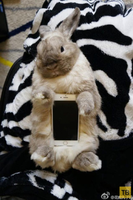 Японцы используют кроликов, как чехол для смартфона (8 фото)