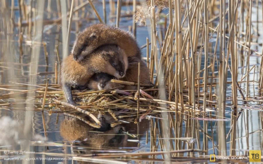Лучшие фотографии дикой природы России (33 фото)