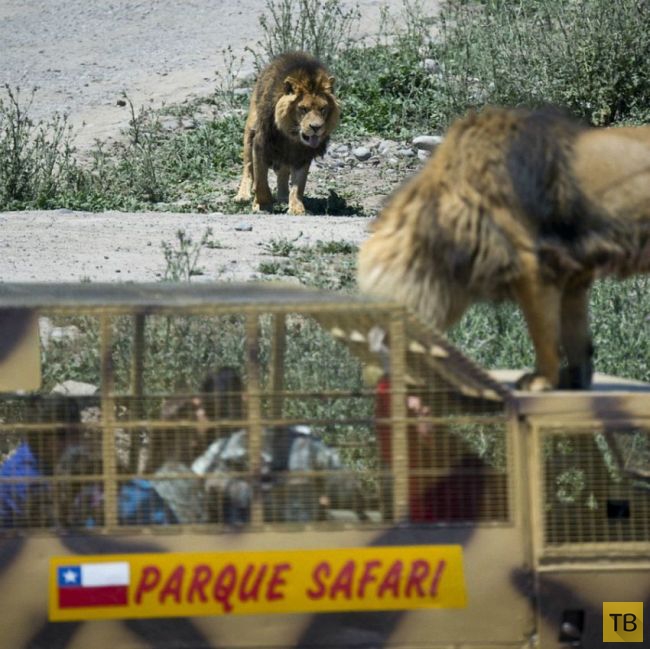 Чилийский зоопарк, в котором все наоборот (14 фото)