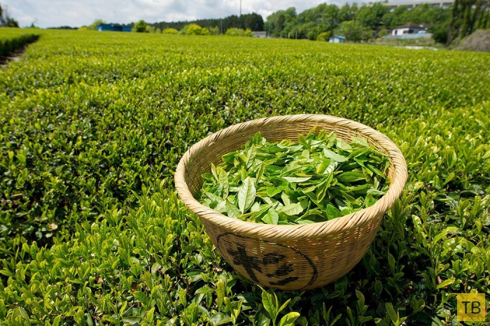 Полезные свойства зеленого чая (10 фото)