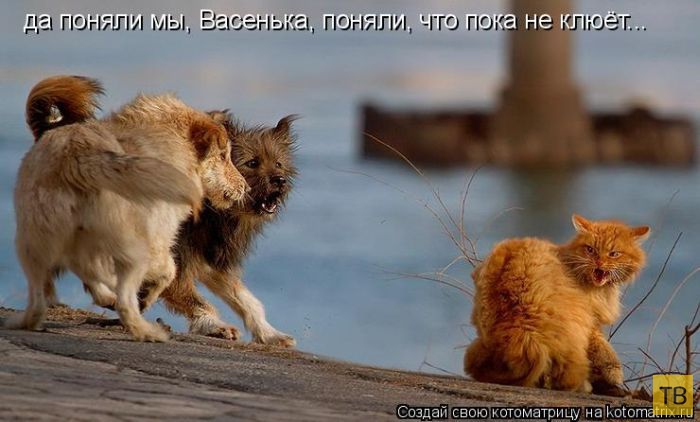 ������ ����������� ������, ����� 15 (50 ����)