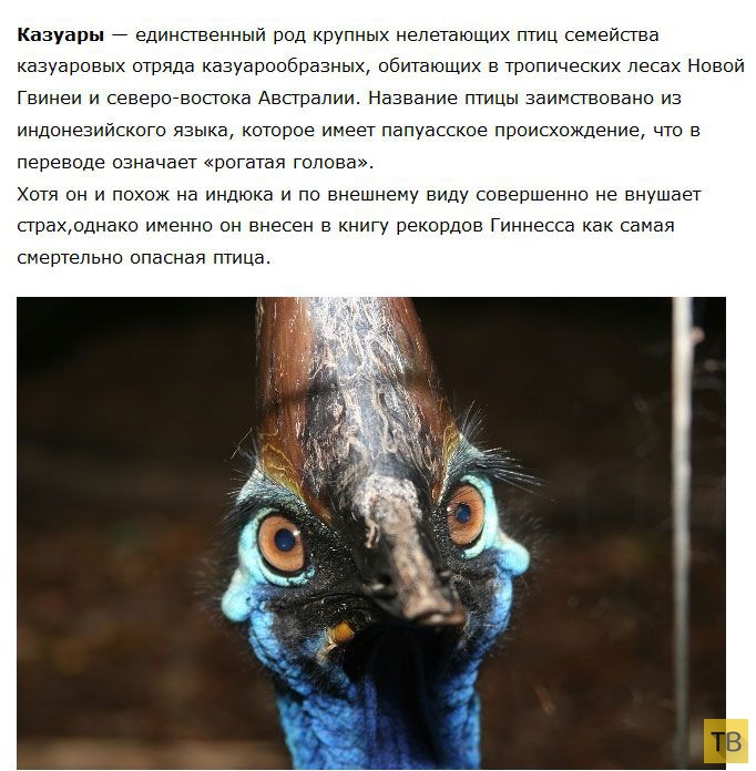 Казуар - самая опасная птица в мире (5 фото)