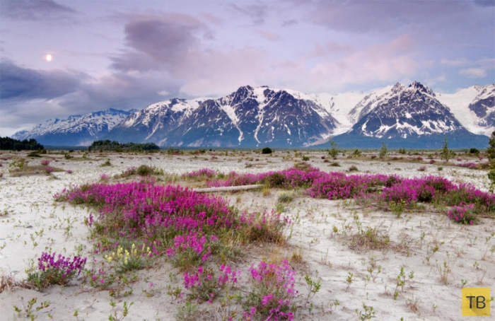Дикая природа Аляски (12 фото)