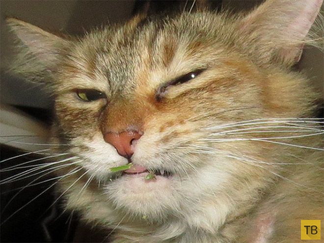 �� �������� ���� ���������� �� ��-������ (17 ����)