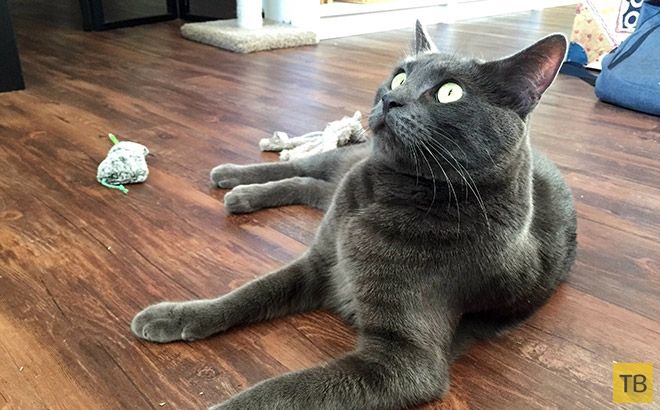 �� �������� ���� ���������� �� ��-������ (17 ����)