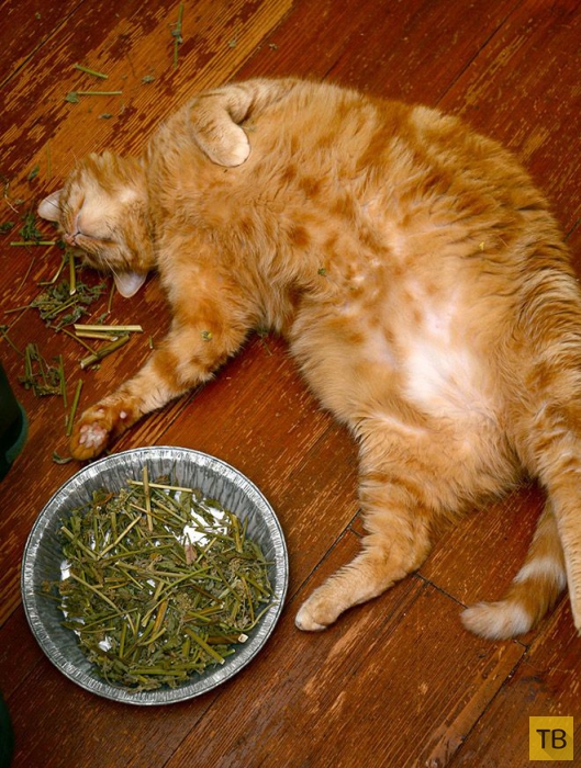 �� �������� ���� ���������� �� ��-������ (17 ����)