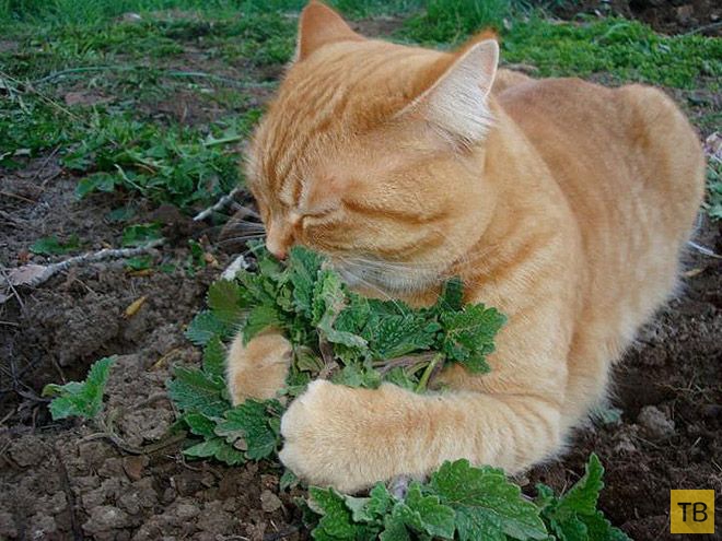 �� �������� ���� ���������� �� ��-������ (17 ����)