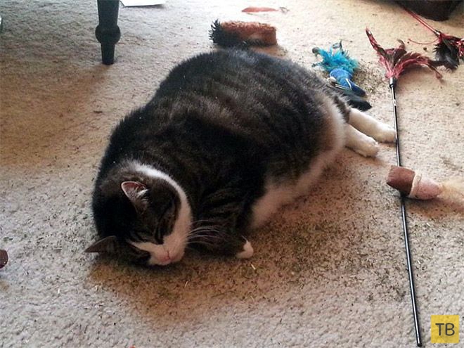 �� �������� ���� ���������� �� ��-������ (17 ����)