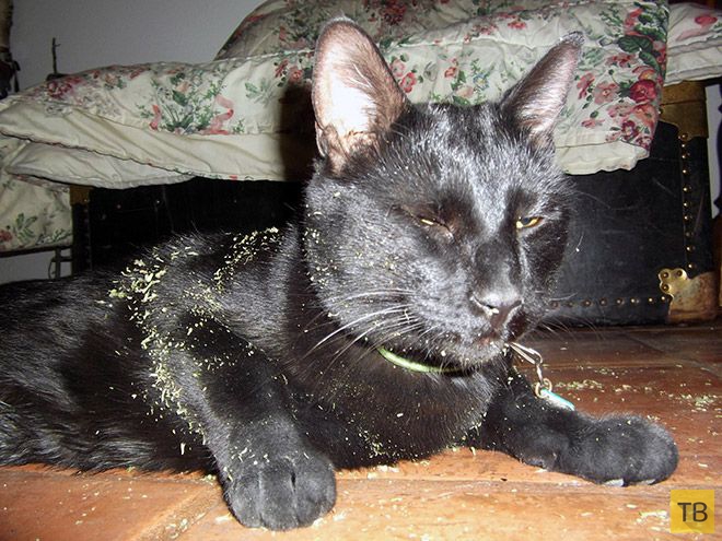 �� �������� ���� ���������� �� ��-������ (17 ����)