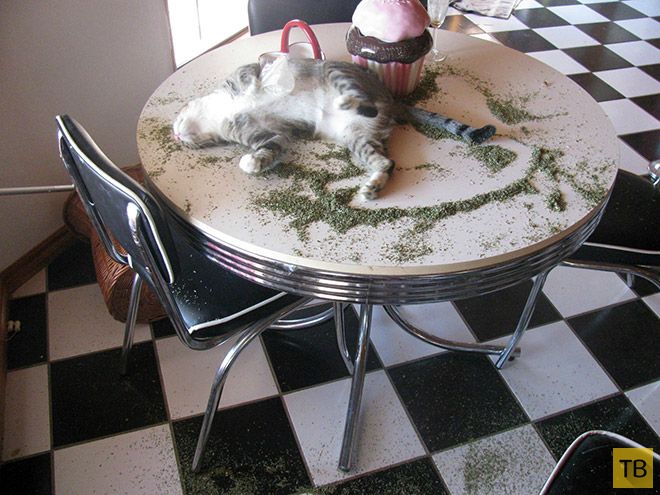 �� �������� ���� ���������� �� ��-������ (17 ����)