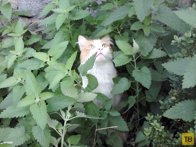 �� �������� ���� ���������� �� ��-������ (17 ����)