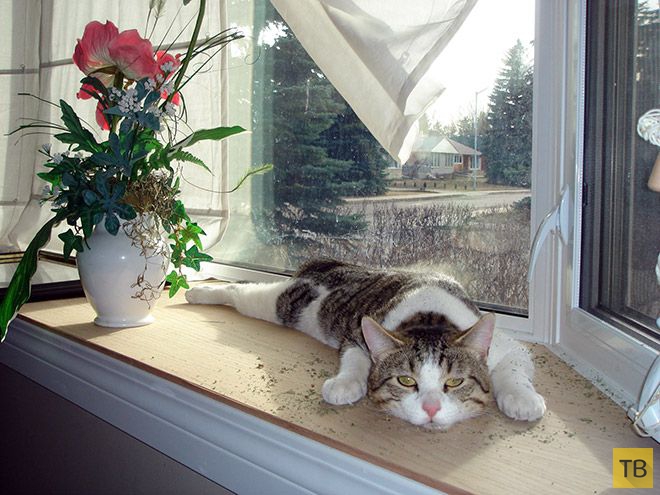 �� �������� ���� ���������� �� ��-������ (17 ����)