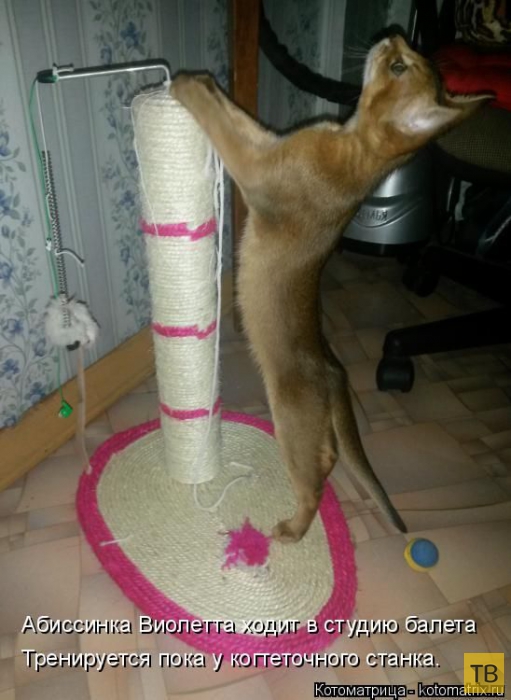 ������ ����������� ������, ����� 16 (50 ����)