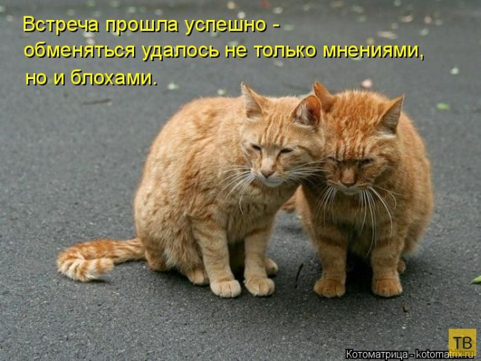 ������ ����������� ������, ����� 16 (50 ����)