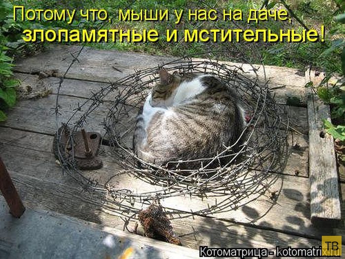 ������ ����������� ������, ����� 16 (50 ����)