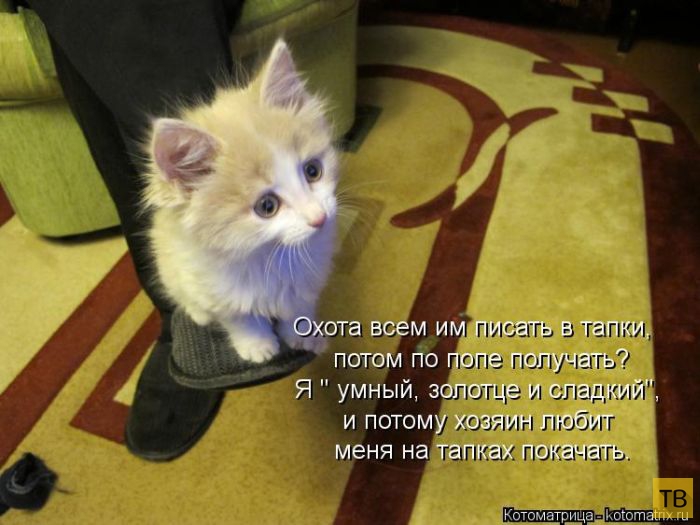 ������ ����������� ������, ����� 16 (50 ����)