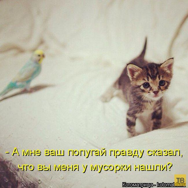 ������ ����������� ������, ����� 16 (50 ����)