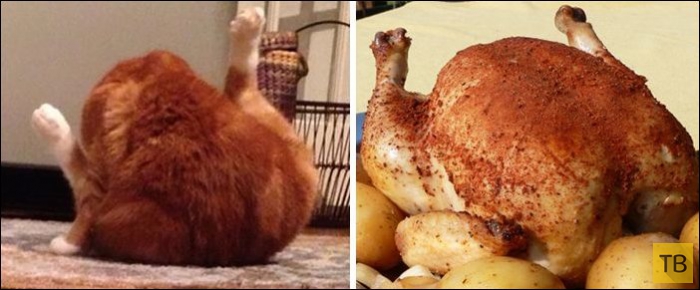 ����, ������� �� ������������� (25 ����)