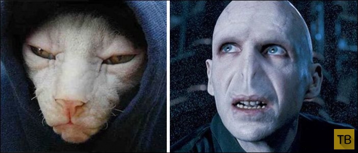 ����, ������� �� ������������� (25 ����)