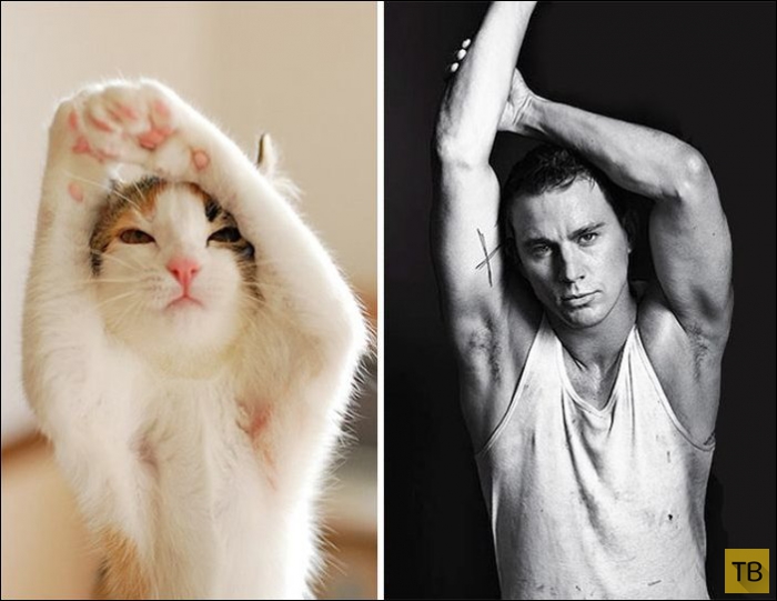 Коты, похожие на знаменитостей (25 фото)