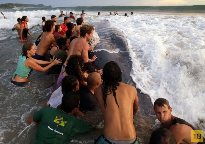Более 50 человек пытались вернуть в море выбросившегося на берег кита (13 фото)