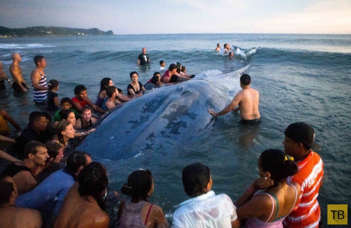 Более 50 человек пытались вернуть в море выбросившегося на берег кита (13 фото)