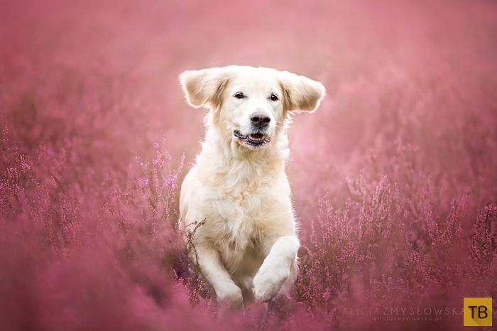 Фотографии собак от фотографа из Польши Алиции Змысловской (20 фото)