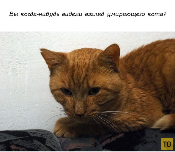История одного кота (13 фото)
