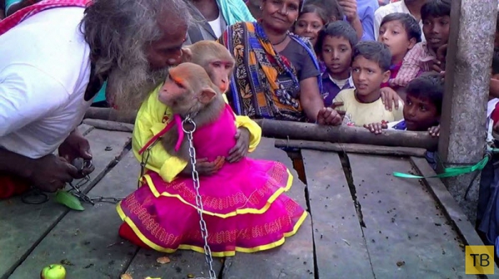 Шикарная свадьба обезьян в Индии (5 фото)