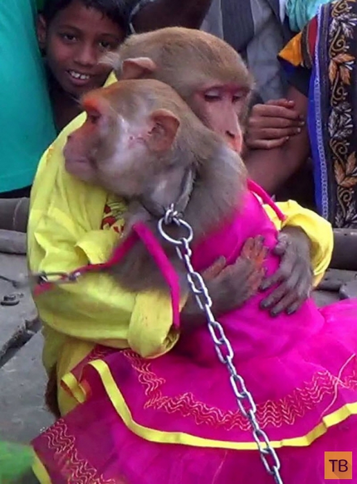 Шикарная свадьба обезьян в Индии (5 фото)